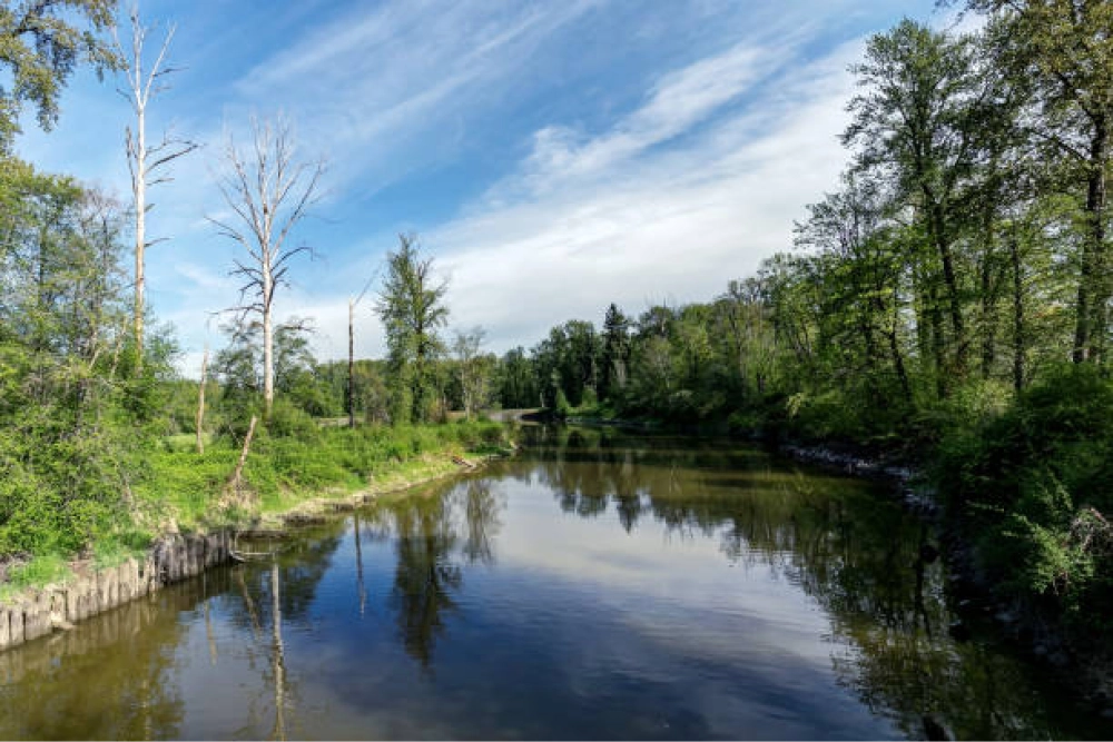 River and green forest landscape representing environmental leadership