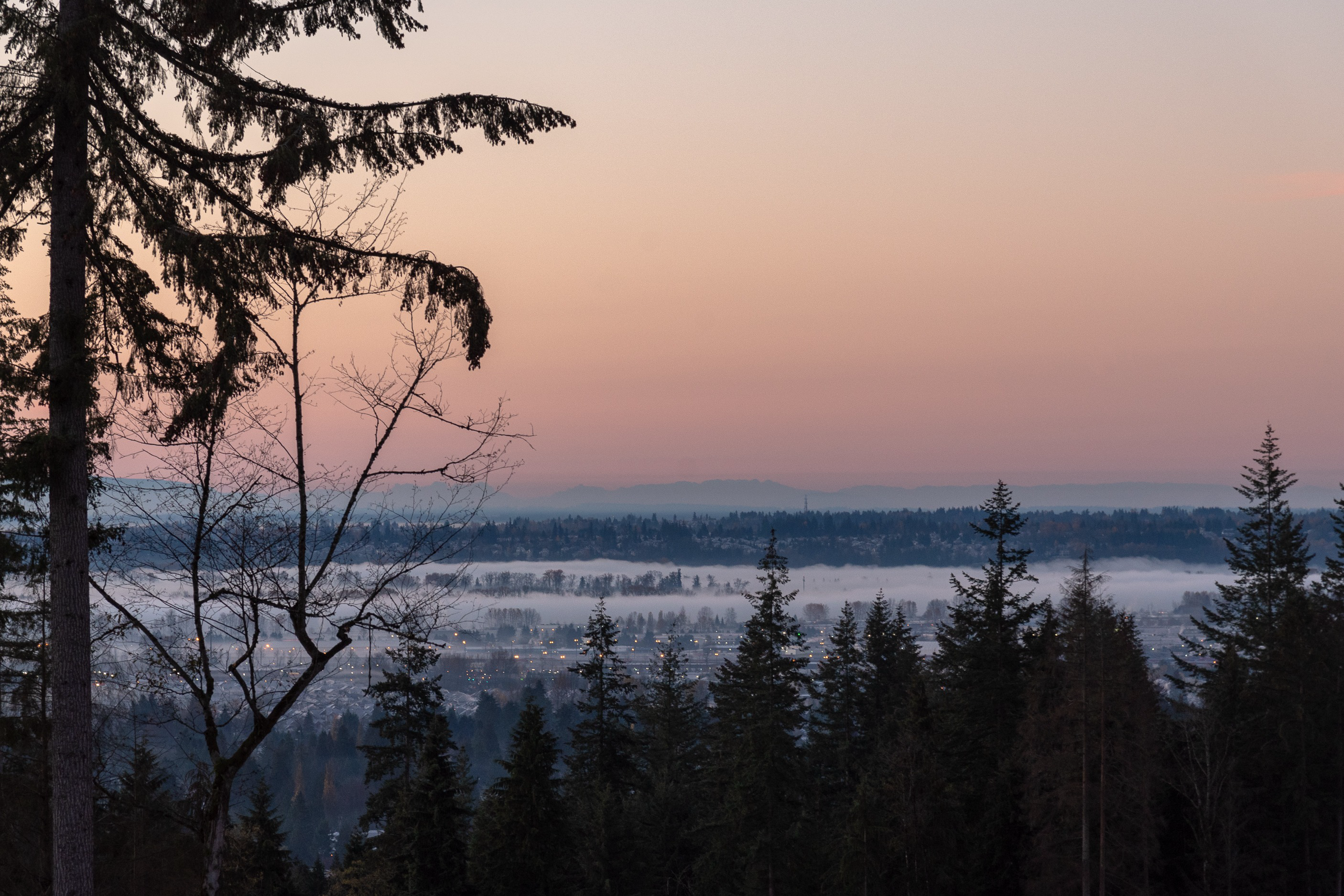 Misty forest valley at dawn, natural landscape